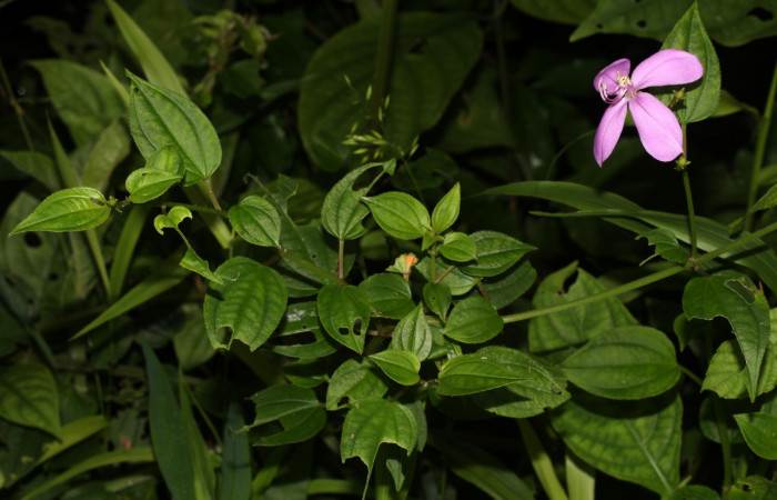 Hábitat de <i>Arthrostemma ciliatum</i></i>, Estación Pitilla (ACG)