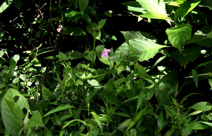 Hábitat de <i>Arthrostemma ciliatum</i></i>, Estación Pitilla (ACG)