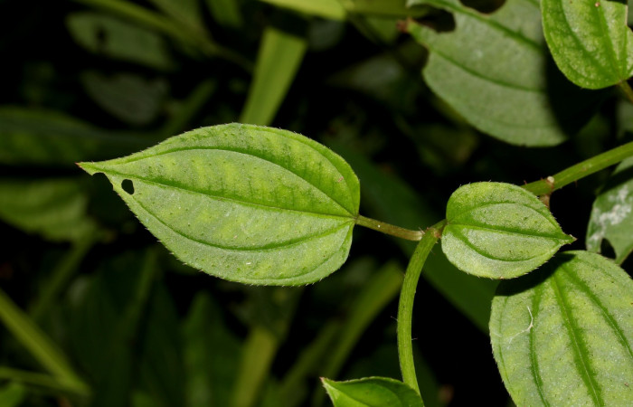 Hoja haz <i>Arthrostemma ciliatum</i></i>, Estación Pitilla (ACG)