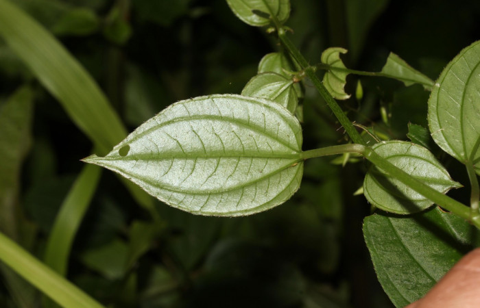Hoja énves <i>Arthrostemma ciliatum</i></i>, Estación Pitilla (ACG)