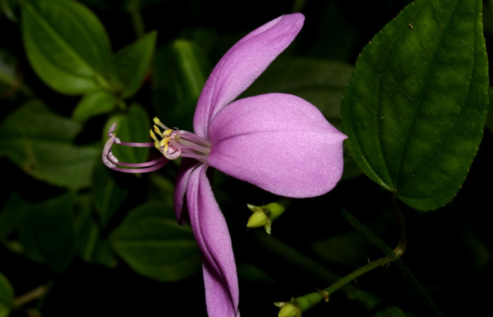 Forma  pétalo de <i>Arthrostemma ciliatum</i></i>, Estación Pitilla (ACG)