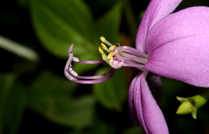 Filamentos y anteras de <i>Arthrostemma ciliatum</i></i>, Estación Pitilla (ACG)