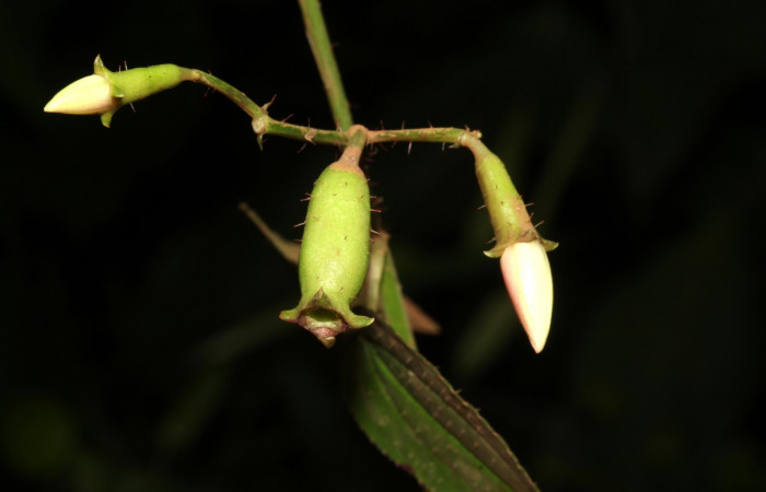 Posición botones y frutos de <i>Arthrostemma ciliatum</i></i>, Estación Pitilla (ACG)