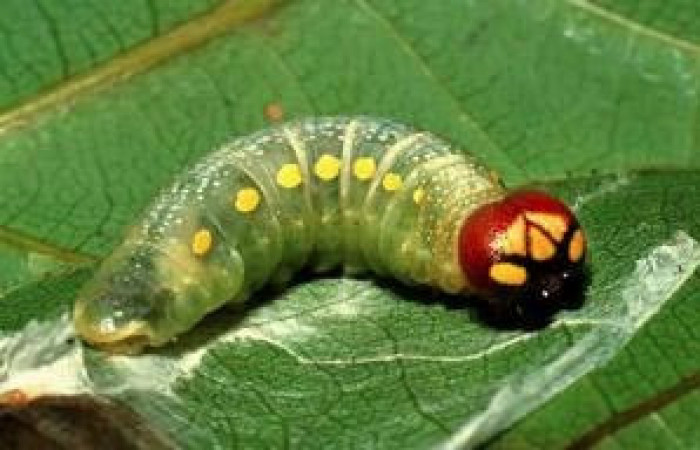  Sector Rincon Rain Forest,Area de Conservacion Guanacaste,Sendero Crater (980m;) <i>Riden</i></i>s Burns01 (Hesperiidae) 01-SRNP-1474-DHJ57590.jpg ultimo estadio