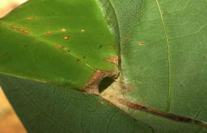  Casa de <i>Ridens</i></i> Burns01 11-SRNP-30139-DHJ481437.jpg su planta hospedera <i>Persea veraguansensis</i></i> Sendero Mismo Estacion Pitilla 680  larva en
prepupa familia (Hesperiidae)