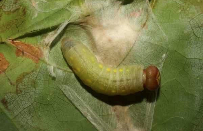  Larva en prepupa de <i>Ridens</i></i> Burns01 11-SRNP-30139-DHJ481443.jpg Sendero Mismo, Sector Pitilla 680
