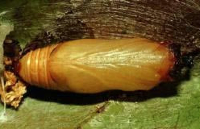  Pupa de <i>Ridens</i></i> Burns01 en posicion dorsal 01-SRNP-1473-DHJ57574.jpg Sendero Albergue Crater Sector Rincon Rain Forest 980.