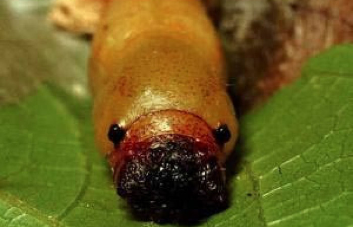  Pupa en posicion frontal de <i>Ridens</i></i> Burns01 01-SRNP-1473-DHJ57580.jpg Sendero Albergue Crater Sector Rincon Rain Forest 980.