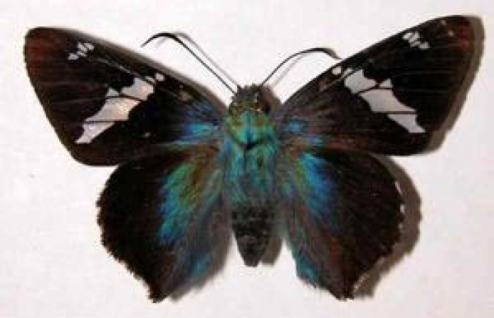  Adulto de <i>Ridens</i></i> Burns01 11-SRNP-1477-DHJ33832.jpg mide 46mm.