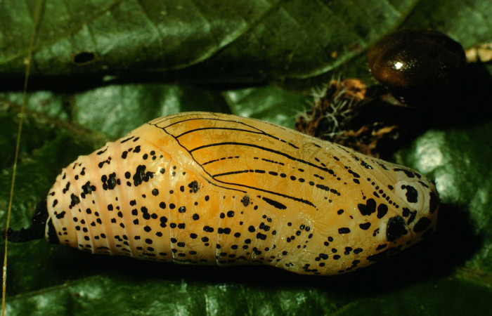  Pupa de <i>Narcosius samson</i></i> (Hesperiidae) (97-SRNP-7048-DHJ43687.jpg) en posicion lateral Sector San Cristóbal Sitio San Gerónimo.