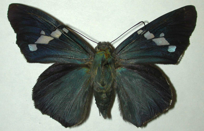   Adulto de <i>Narcosius samson</i></i> (Hesperiidae) (99-SRNP-5933-DHJ31872.jpg) en posición dorsal.