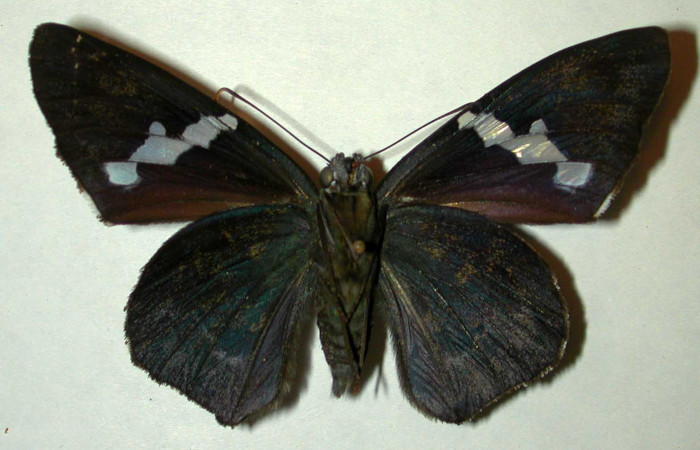   Adulto de <i>Narcosius samson</i></i> (Hesperiidae) (99-SRNP-5933-DHJ31873.jpg) en posición ventral.