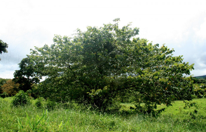   Planta hospedera de <i>Inga sapindoides</i></i> (Fabaceae) de <i>Narcosius samson</i></i> (Hesperiidae). Sector San Cristóbal, Finca San Gabriel 16 Octubre 2013.