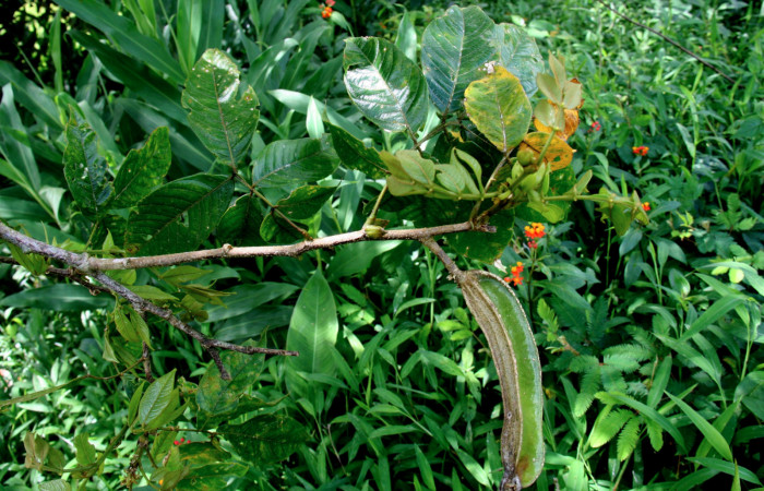   Fruto de <i>Inga sapindoides</i></i> (Fabaceae) de <i>Narcosius samson</i></i> (Hesperiidae) Sector San Cristóbal, Finca San Gabriel 16 Octubre 2013.
