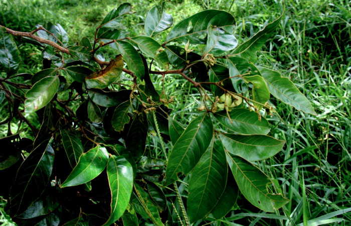   Planta hospedera de <i>Inga punctata</i></i> (Fabaceae) de <i>Narcasius samson</i></i> (Hesperiidae), Sector San Cristóbal, Finca San Gabriel 16 Octubre 2013.

