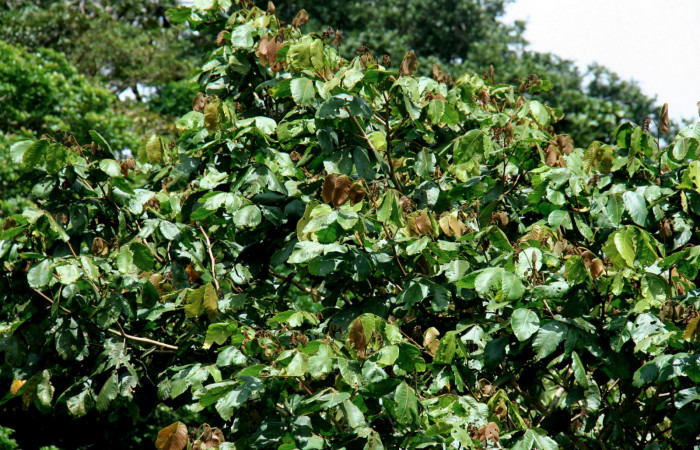   Planta hospedera de <i>Inga oerstediana</i></i> (Fabaceae) de <i>Narcosius samson</i></i> (Hesperiidae) Sector San Cristóbal, Finca San Gabriel 16 Octubre 2013.

