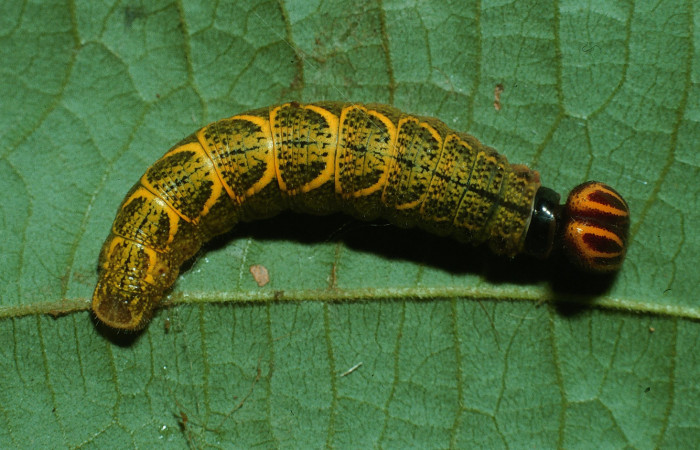  Larva de <i>Narcosius samson</i></i> (Hesperiidae) en en pocision dorsal en PU (03-SRNP-20430-DHJ77344.jpg) Estacion Biológica Pitilla, Pasmompa