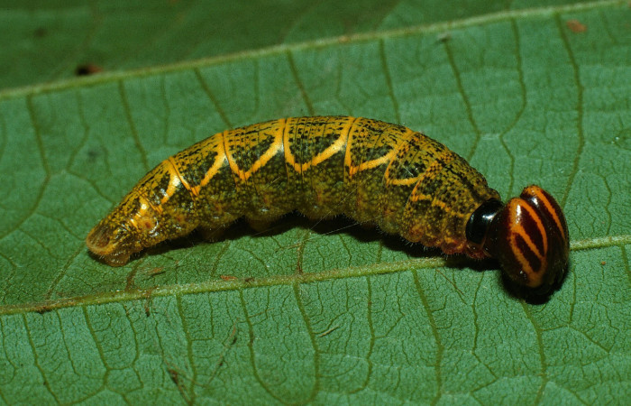  Larva de <i>Narcosius samson</i></i> (Hesperiidae) en posicion lateral en PU (03-SRNP-20430-DHJ77345.jpg) Estacion Pitilla, Pasmompa.