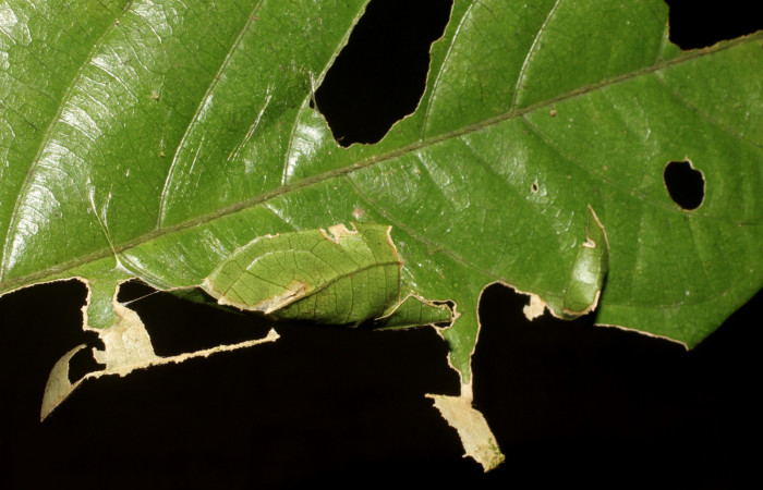  Casa de Larva de <i>Narcosius samson</i></i> (Hesperiidae) en PU (11-SRNP-32136-DHJ494793.jpg) Estacion Pitilla, Pasmompa.