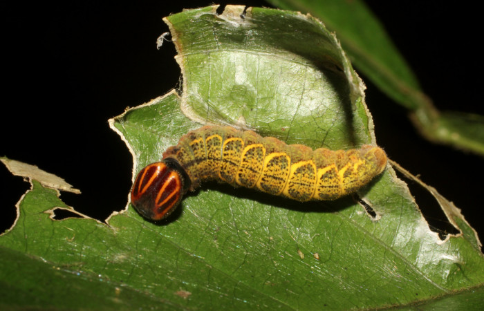   Casa de Larva de <i>Narcosius samson</i></i> (Hesperiidae) en PU (11-SRNP-232136-DHJ494798.jpg) Estacion Pitilla, Pasmompa.