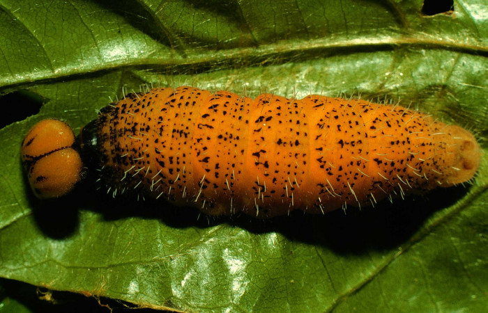   Larva de <i>Narcosius samson</i></i> (Hesperiidae) en posicion dorsal en U (97-SRNP-7047-DHJ46503.jpg) Sector San Cristóbal Sitio San Gerónimo.