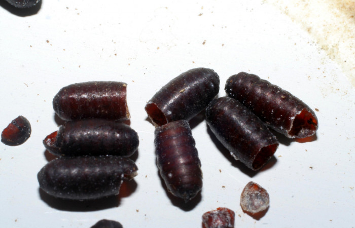   Parasitos de tachinidae en Larva de <i>Narcosius samson</i></i> (Hesperiidae) en U estadio (04-SRNP-60671-DHJ429538.jpg) Sector San Cristóbal Finca San Gabriel.