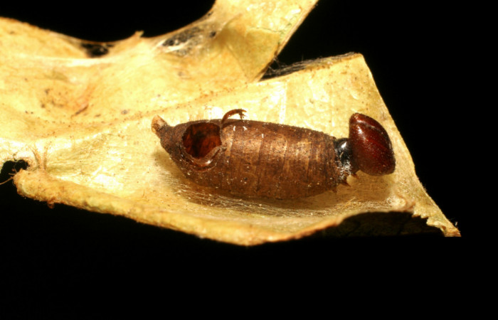   Parasitos de Ichneumonidae en Larva de <i>Narcosius samsom</i></i> (Hesperiidae) en PPU estadio (05-SRNP-34597-DHJ410140.jpg) Sector Pitilla, Coneja