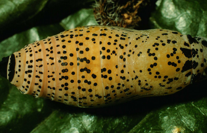   Pupa de <i>Narcosius samson</i></i> (Hesperiidae) (97-SRNP-7048-DHJ43678.jpg) en posicion dorsal Sector San Cristóbal Sitio San Gerónimo.
