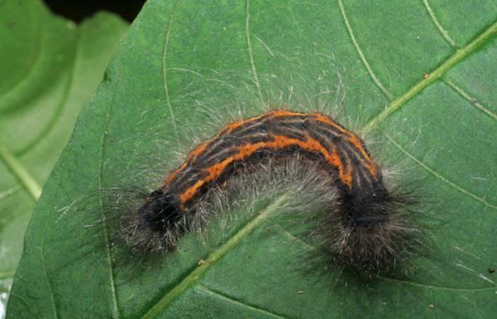 Figura 5. Larva <i>Zanola fieldi</i></i> (Apatelodidae), último estadío (U) vista dorsal, localidad Amonias, Sector Pitilla ACG (390m). Voucher: 09-SRNP-30098-DHJ450879.jpg.