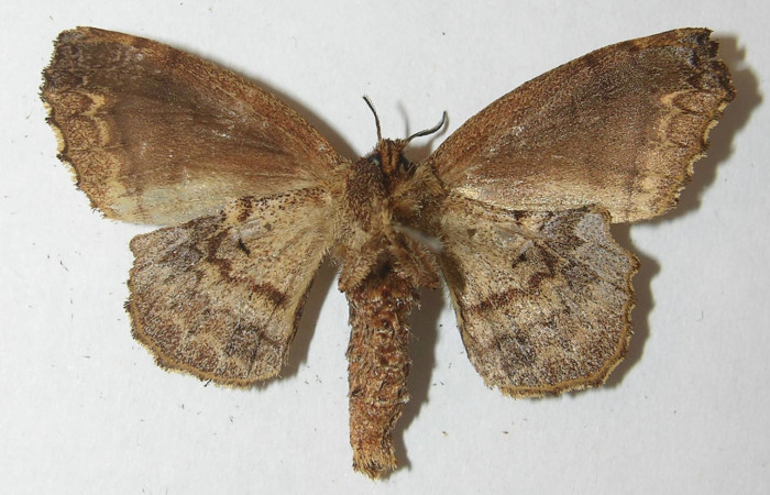 Figura 10. Adulto de <i>Zanola fieldi</i></i> (Apatelodidae), hembra vista ventral, localidad Meteorológico, Sector Del Oro ACG (590m). Voucher: 10-SRNP-22160-DHJ538605.jpg.