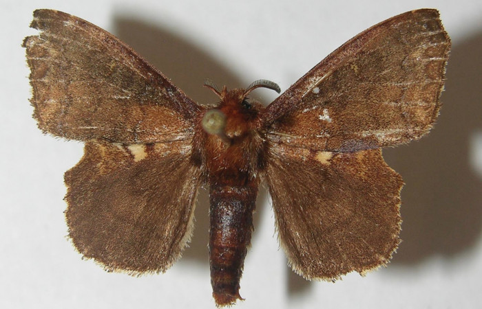 Figura 11. Adulto de <i>Zanola fieldi</i></i> (Apatelodidae), macho vista dorsal, localidad Meteorológico, Sector Del Oro ACG (590). Voucher: 10-SRNP-22180-DHJ538616.jpg.