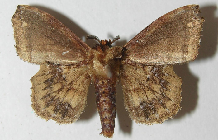 Figura 12. Adulto de <i>Zanola fieldi</i></i> (Apatelodidae), macho vista ventral, localidad Meteorológico, Sector Del Oro ACG (590m). Voucher: 10-SRNP-22180-DHJ538617.jpg.