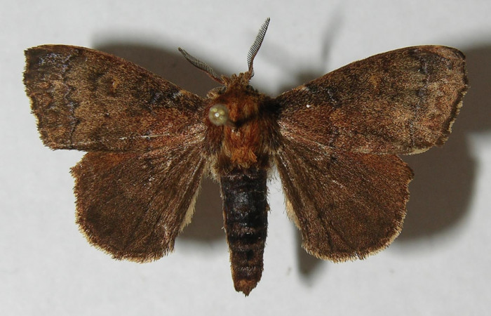 Figura 1. Adulto de <i>Zanola fieldi</i></i> (Apatelodidae), vista dorsal, localidad Flecha, Estación  Biológica Leiva, Sector Rincón Rain Forest ACG (491m). Voucher: 12-SRNP-69940-DHJ565164.jpg.