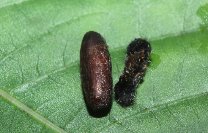 Figura 13. Capullo de parásito <i>Diradops</i></i> poirenaDHJ05 (Ichneumonidae) que ataca <i>Zanola fieldi</i></i> (Apatelodidae), localidad Medrano, Estación Biológica Quica, Sector Pitilla ACG (380m). Voucher: 14-SRNP-71822-DHJ726172.jpg.