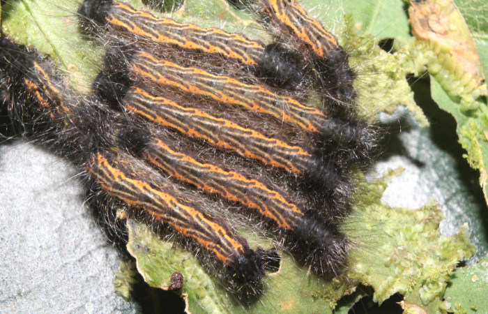 Figura 3. Larvas <i>Zanola fieldi</i></i> (Apatelodidae), tercer estadío (PPU) vista dorsal, localidad Sendero Manguera, Estación Biológica Quica, Sector Pitilla ACG (470m). Voucher: 17-SRNP-70220-DHJ733569.jpg.