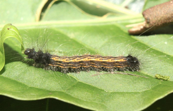 Figura 2. Larva <i>Zanola fieldi</i></i> (Apatelodidae), tercer estadío (PPU) vista lateral, localidad Sendero Manguera, Estación Biológica Quica, Sector Pitilla ACG (470m). Voucher: 17-SRNP-70220-DHJ733574.jpg.