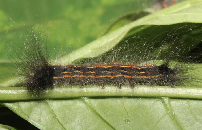 Figura 4. Larva <i>Zanola fieldi</i></i> (Apatelodidae), penúltimo estadío (PU) vista lateral, localidad Sendero Manguera, Estación Biológica  Quica, Sector Pitilla ACG (470m). Voucher: 17-SRNP-70220-DHJ733606.jpg.