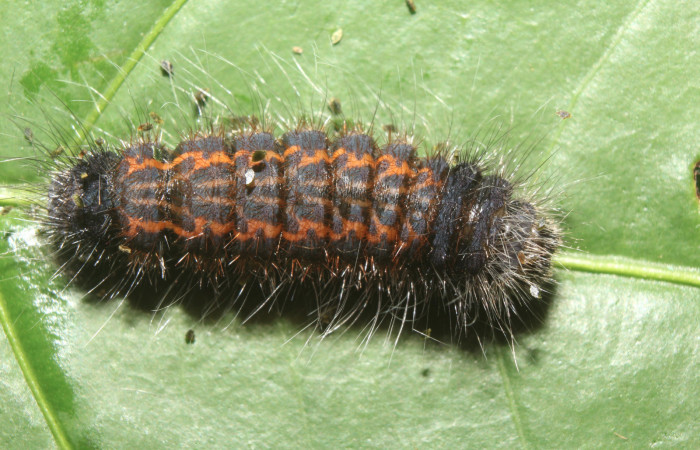 Figura 6. Prepupa de <i>Zanola fieldi</i></i> (Apatelodidae), vista dorsal, localidad Sendero Manguera, Estación Biológica Quica, Sector Pitilla ACG (470m). Voucher: 17-SRNP-70220-DHJ733688.jpg.