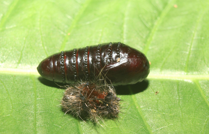 Figura 7. Pupa de <i>Zanola fieldi</i></i> (Apatelodidae), vista dorsal, localidad Sendero Manguera, Estación Biológica Quica, Sector Pitilla ACG (470m). Voucher: 17-SRNP-70220-DHJ733723.jpg.