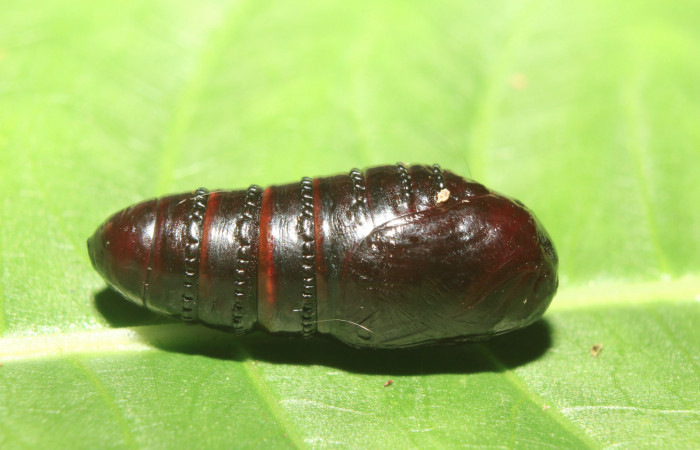 Figura 8. Pupa de <i>Zanola fieldi</i></i> (Apatelodidae), vista lateral, localidad Sendero Manguera, Estación Biológica Quica, Sector Pitilla ACG (470m). Voucher: 17-SRNP-70220-DHJ733727.jpg.