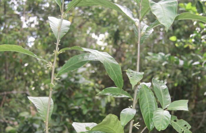 Figura 15. Planta hospedera de <i>Zanola fieldi</i></i> (Apatelodidae), esta planta se llama <i>Cestrum schlechtendalii</i></i> (Solanaceae), localidad Medrano, Estación Biológica Quica Sector Pitilla ACG (380m), foto; Ricardo Calero 23 Marzo 2017.