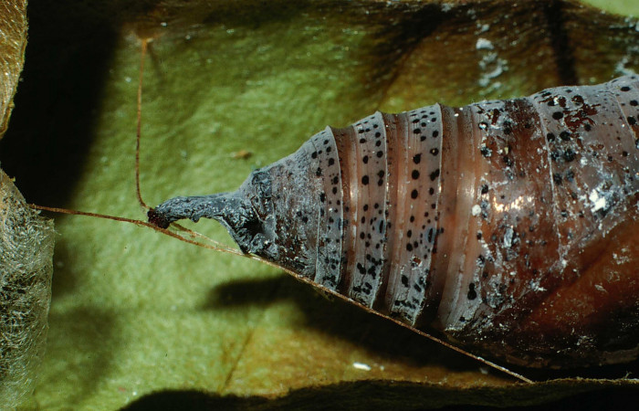  pupa de <i>Narcosius colossus</i></i> (Hesperiidae) en posición lateral de la cola. Voucher 02-SRNP-8171-DHJ65190.jpg Sector Cacao, Sendero Arenales.