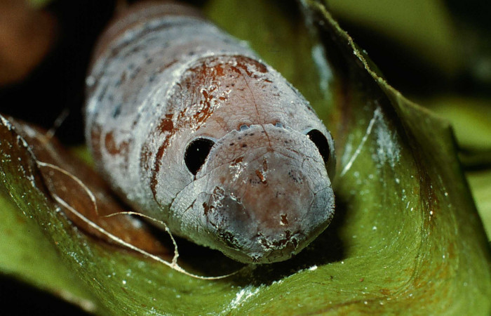  pupa de <i>Narcosius colossus</i></i> (Hesperiidae) en posición frontal de la cabeza. Voucher 02-SRNP-8171-DHJ65184.jpg Sector Cacao, Sendero Arenales.