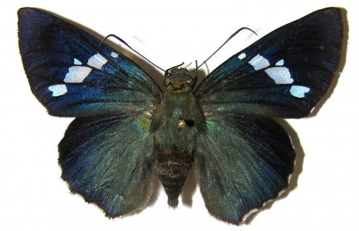  Adulto de <i>Narcosius colossus</i></i> (Hesperiidae) hembra en posición dorsal. voucher 04-SRNP-35268-DHJ306160.jpg