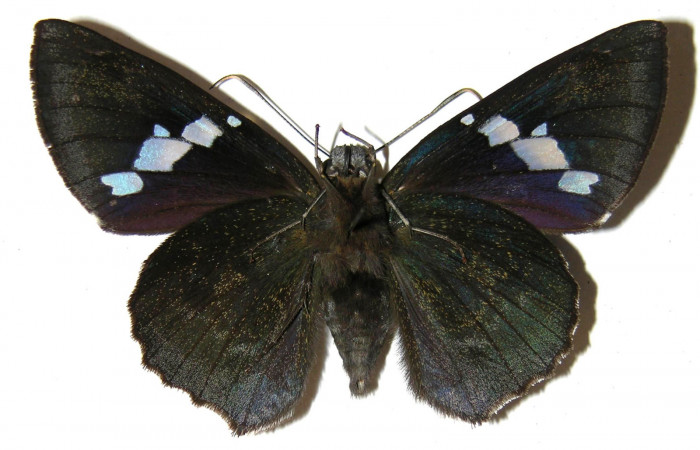  Adulto de <i>Narcosius colossus</i></i> (Hesperiidae) hembra en posición ventral. Voucher 04-SRNP-35268-DHJ306161.jpg 