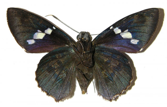  Adulto de <i>Narcosius colossus</i></i> (Hesperiidae) macho en posición ventral.Voucher 04-SRNP-35101-DHJ306163.jpg