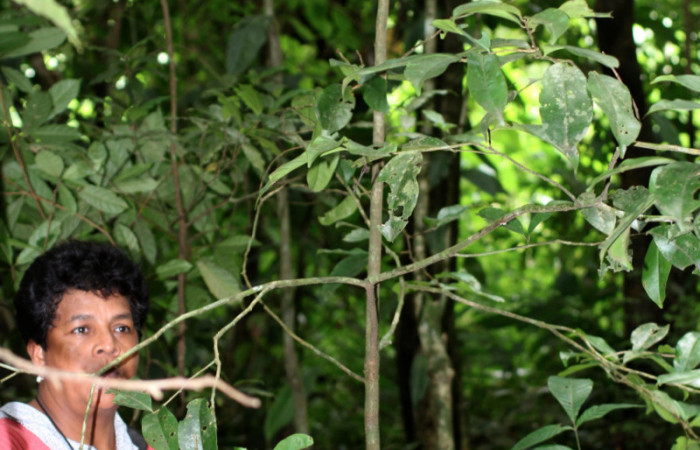  Planta hospedera de <i>Maytenis guyanensis</i></i> (Celastraceae) Cementerio Viejo, Sector San Cristóbal. Arbol mas o menos unos 3 metros de altura.