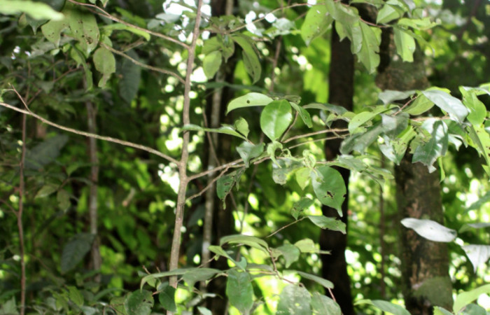  Planta hospedera de <i>Maytenis guyanensis</i></i> (Celastraceae) Cementerio Viejo, Sector San Cristóbal. Arbol mas o menos unos 3 metros de altura.