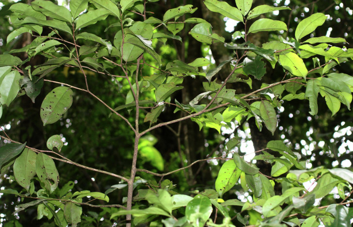Figura 18. Planta hospedera de <i>Maytenis guyanensis</i></i> (Celastraceae) Cementerio Viejo, Sector San Cristóbal. Arbol mas o menos unos 3 metros de altura.