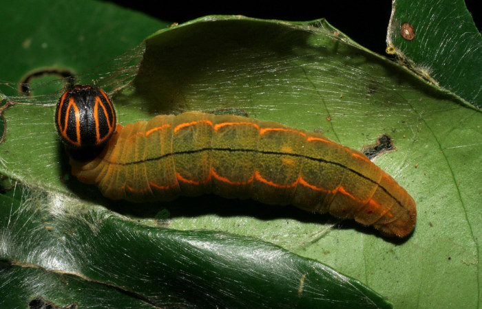  Larva de <i>Narcosius colossus</i></i> (Hesperiidae) en posición dorsal en Ultimo estadio. Voucher 06-SRNP-31983-DHJ413095.jpg Sector Pitilla, Sendero Mismo.
